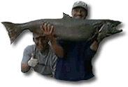 Alaska Kenai River Trophy Fishing Program..  Save A Hog - King Salmon Fishing On The Alaska Kenai River