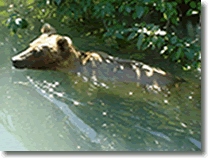 Alaska Bear Viewing - Flyout Float Trips - King Salmon Fishing On The Kenai Peninsula - Bear Viewing