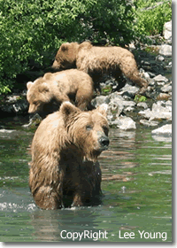 Female Alaska Brown Bear with 2 cubs on the banks of the river. Photography by Lee Young