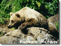 Alaska Brown bear looking for salmon on the bank of the river. Photography Lee Young