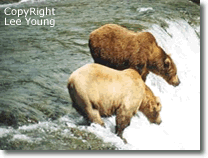 Two Alaska Brown bears salmon fishing in the river. Photography by Lee Young